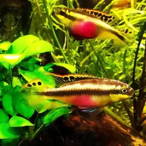 Рыбки Pelvicachromis pulcher, Душанбе
