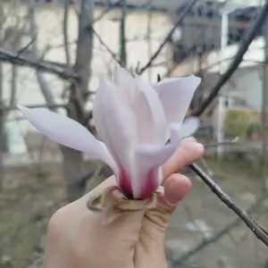 Магнолия листопад, Душанбе