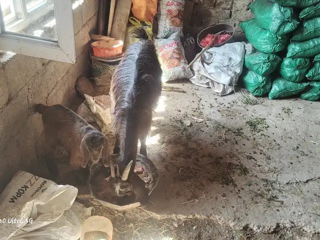 Буз бо бузичааш, Шаҳринав
