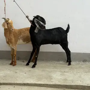 Бузхои Альпийский Авгони, Рудаки