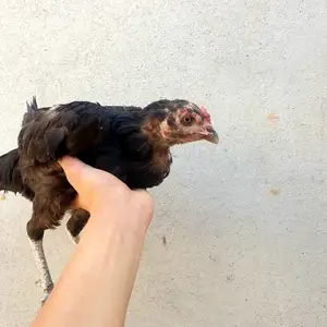 Дакан, Душанбе