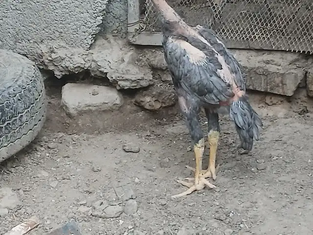 Пепел чуча, Душанбе