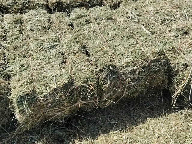 Пресси алаф, Ҳисор