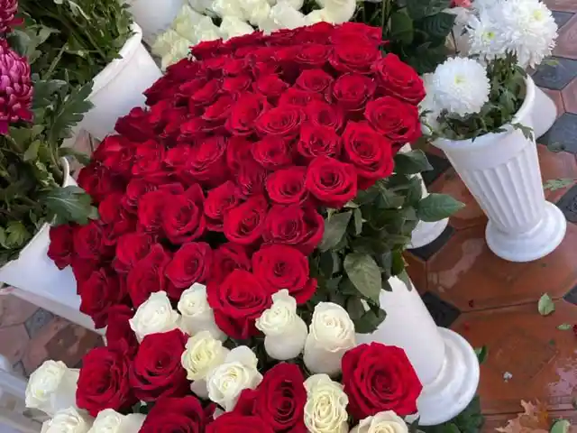 Голландская роза, Душанбе