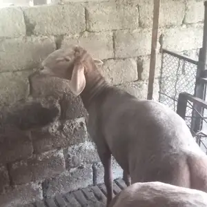 Кушкори Арашан, Худжанд