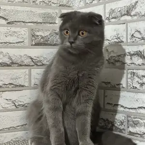 Кошка шотландская, Душанбе