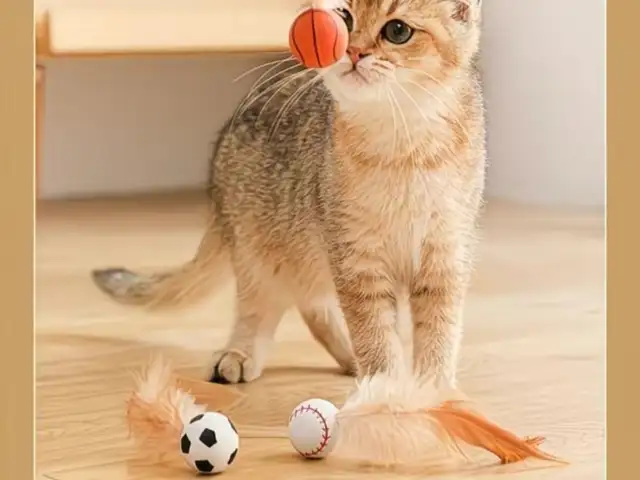 Маленький шарик для кошки, Душанбе