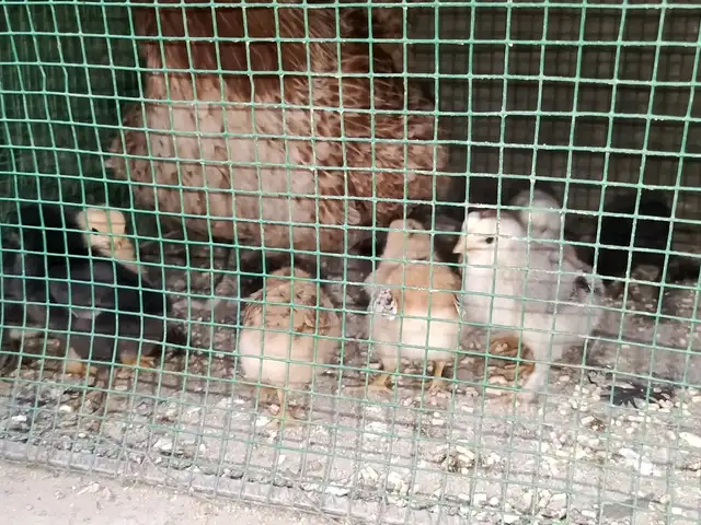 Чучахои мурги хонаги, Турсунзаде