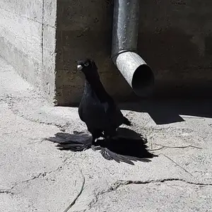 Голубь Жук, Худжанд