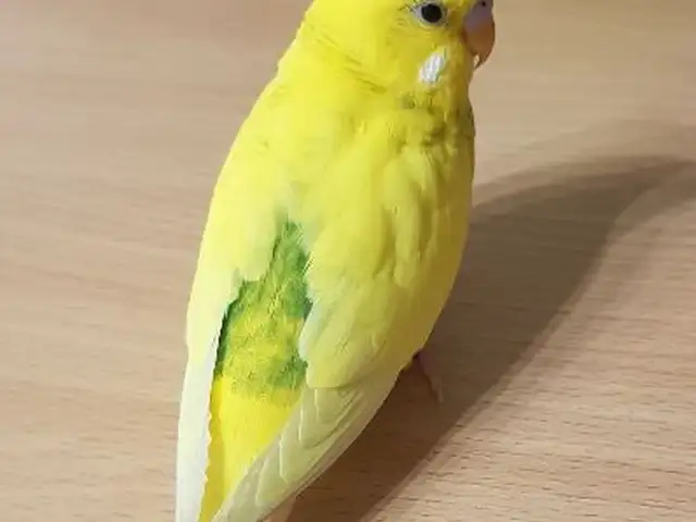 Попугай, Душанбе