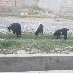 Буз, Вахдат