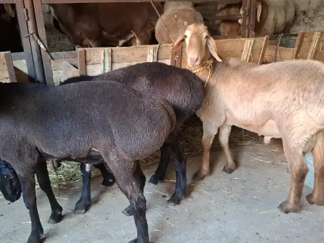 Гусфанд, Хуҷанд