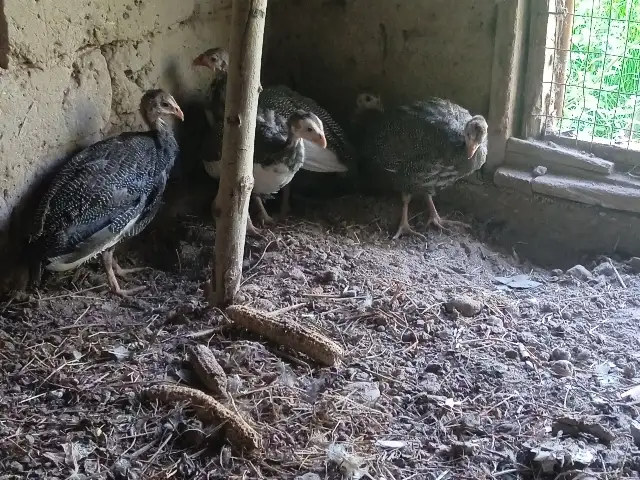 Цесарка, Абдурахмони Джоми