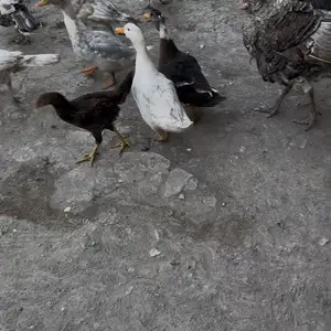 Индюки, Файзабад