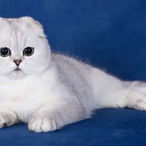 Кот шотландский, Душанбе