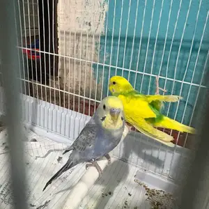 Попугай кати кафас, Душанбе