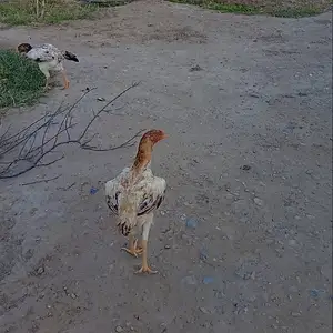 Даканг, Конибодом