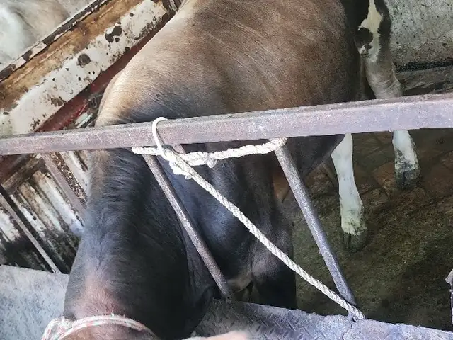 Бука, Худжанд