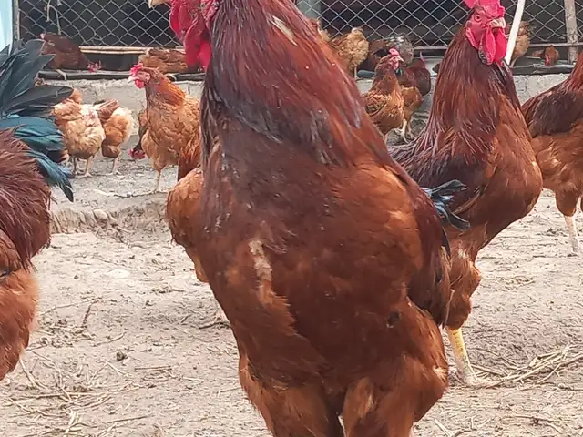 Тухми Ломан Браун корейский, Бохтар (Курган-Тюбе)