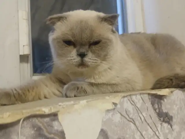 Шотландская кошка, Душанбе
