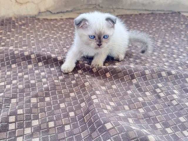 Шотландский Котенок, Хуҷанд