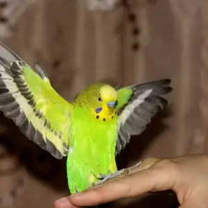 Попугай, Душанбе