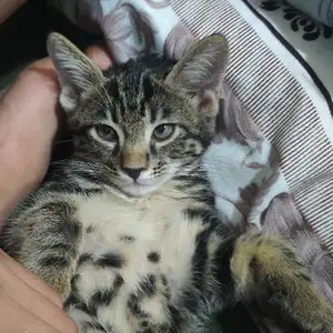 Котята даром, Душанбе
