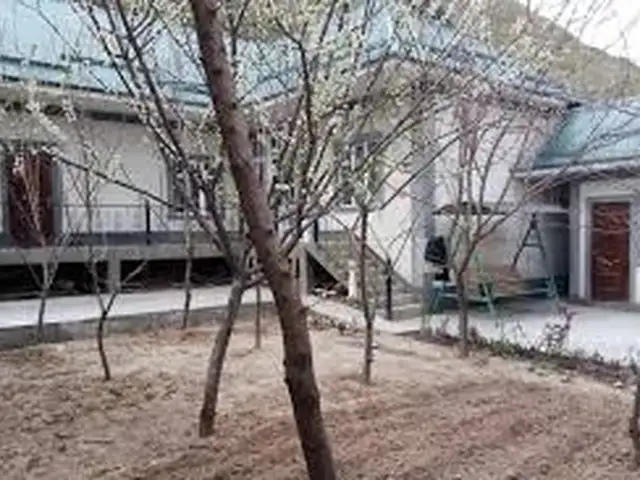 Услуги стрижки деревьев, Худжанд