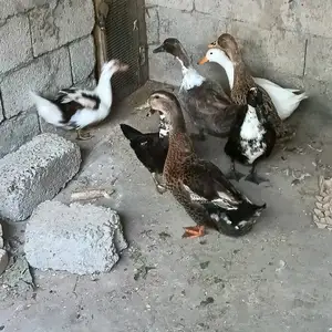 Мургобихо, Душанбе
