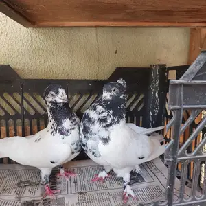 Кафтар, Душанбе