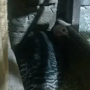 Индюк курк, Истаравшан