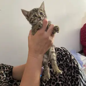 Котик, Душанбе