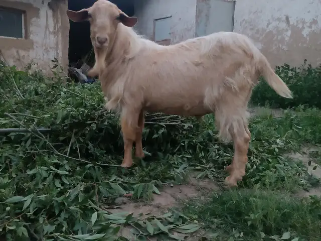 Такай русси, Кӯлоб