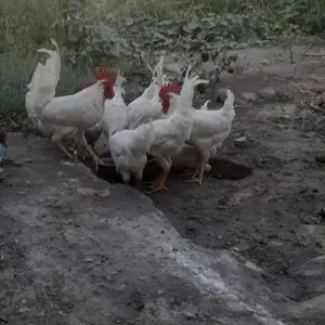 Хурус, Исфара