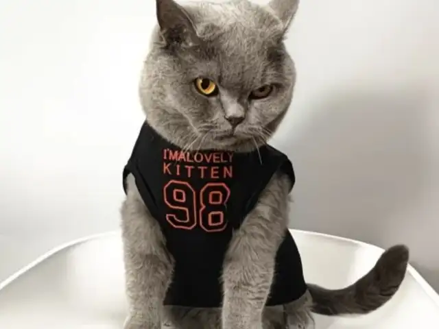 Одежда для кошек, Худжанд