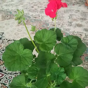 Герань, Душанбе