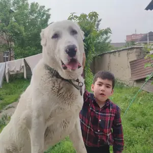 Собака Алабай, Душанбе