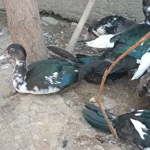Чуҷаи индоутка, Худжанд
