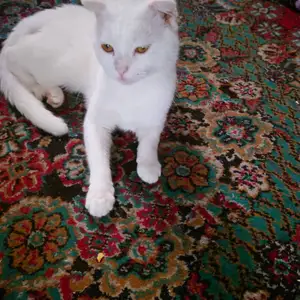 Шотландский вислоух, Худжанд
