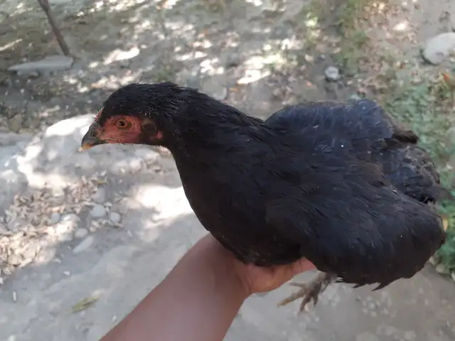 Чучахо, Конибодом