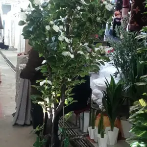 Дарахти суни, Душанбе