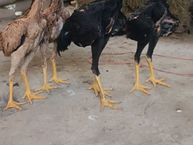 Мургхои Дакан, Худжанд