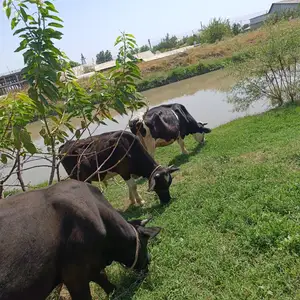 Гови Зотти Дугоникзой Бо 2 Букача, Ҳисор