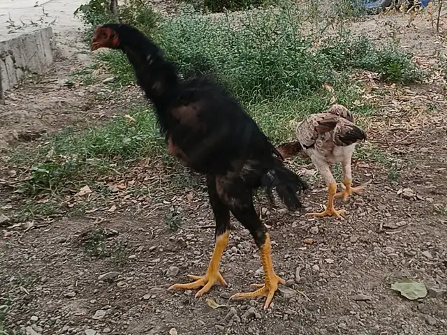 Дакан, Хуҷанд