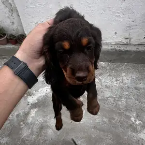 Щенок английский спаниель, Душанбе