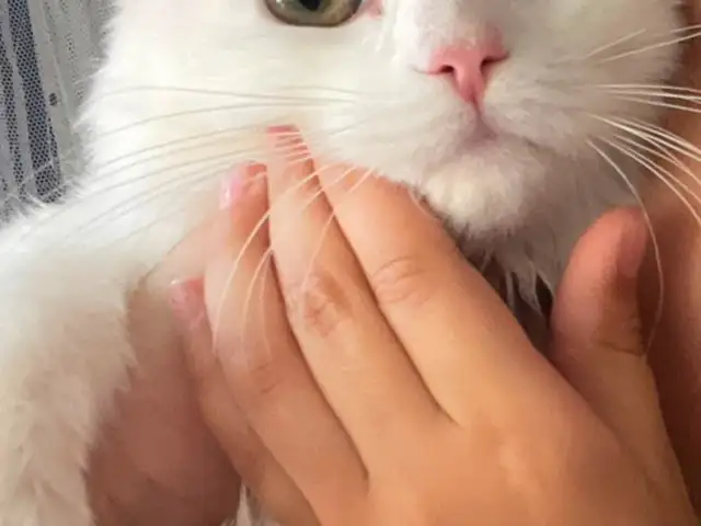 Кошка, Спитамен