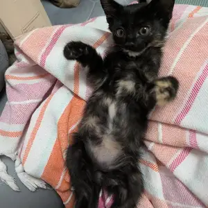 Котенок, Душанбе