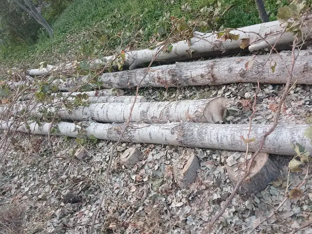 Чуби 12м 15м хархел, Худжанд
