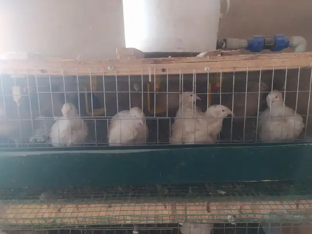 Будана, Душанбе