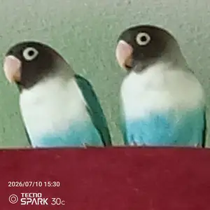 Попугай, Душанбе